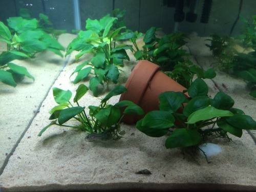 couldbebetta:  gotta-sink-less:  I took away the branches and gave them literally all the Anubias an