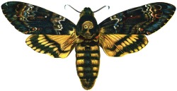 magictransistor:  Death’s-head Hawkmoth