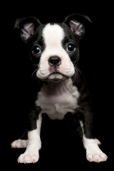 gentlemansessentials:  Man’s Best Friend     Gentleman’s Essentials   I must have this dog!