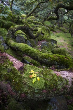 ladyrue:@happyheidi Heidi’s journey through the fairy land. 