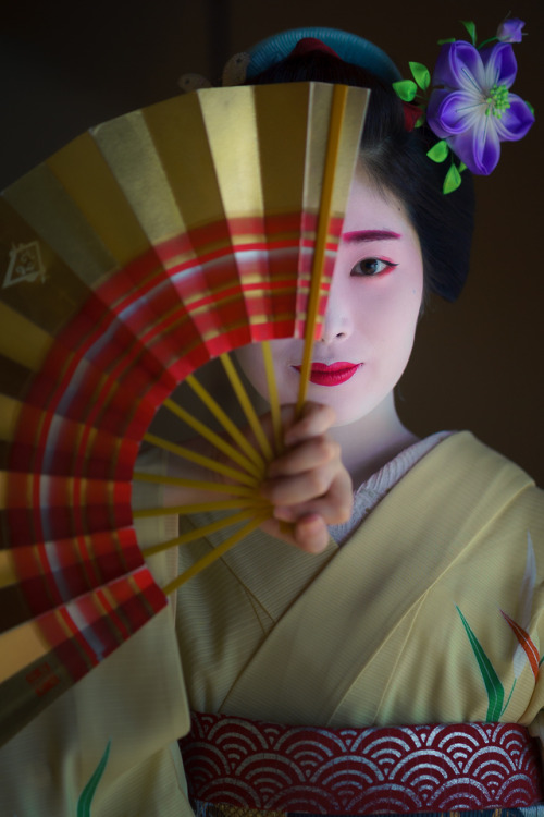 gaaplite:2019 舞妓 祇園甲部 小花さん2019 maiko, gion kobu, Kohana