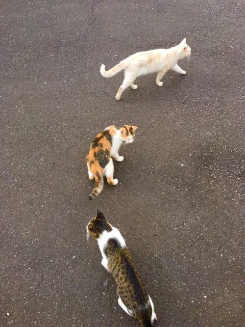 nyankocamera: ‪野良猫一家。最近また三毛が膝に乗ってくれるようになって嬉しい。‬ instagram.com/nyankocamera
