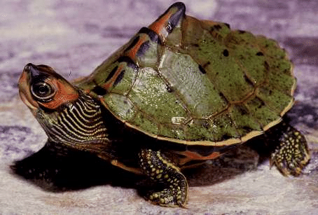 Here come the most Extra of turtles and tortoises