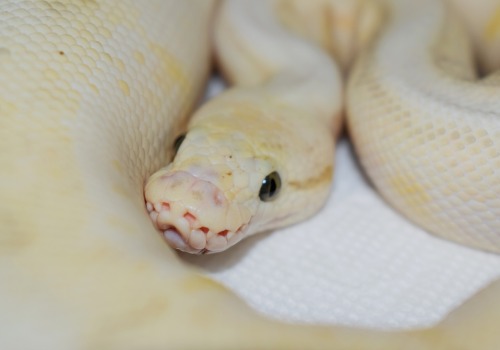 Some adorable Ball Pythons I work with at P.T. Reptiles. 1: Black Pastel Banana 2: Banana Clown 3: P