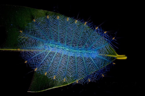 coolthingoftheday:  1. Spun glass caterpillar2. Io caterpillar3. Jewel caterpillar4. Unknown5. Flannel caterpillar6. Darth Vader caterpillar7. Polyura Sempronius8. Slug caterpillar9. Big-headed caterpillar10. American dagger caterpillar