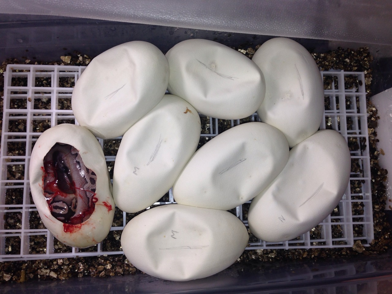 mkmorphs:  Today is day 55 for our second clutch of the season. I (Kasey) wanted