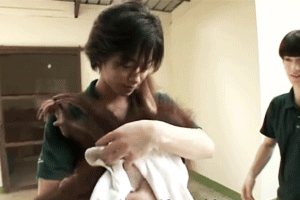 takeruandcaterpillars:HT2: Takeru x Baby Orangutan