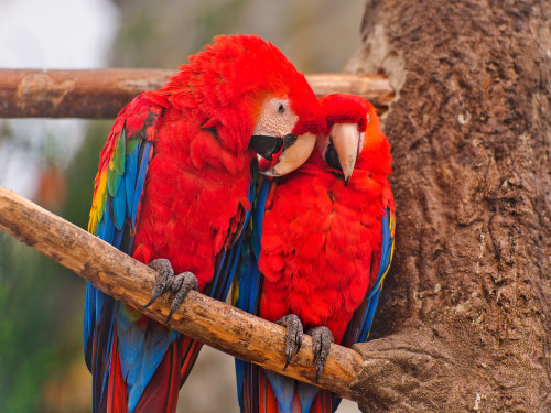 Cuddling macaws