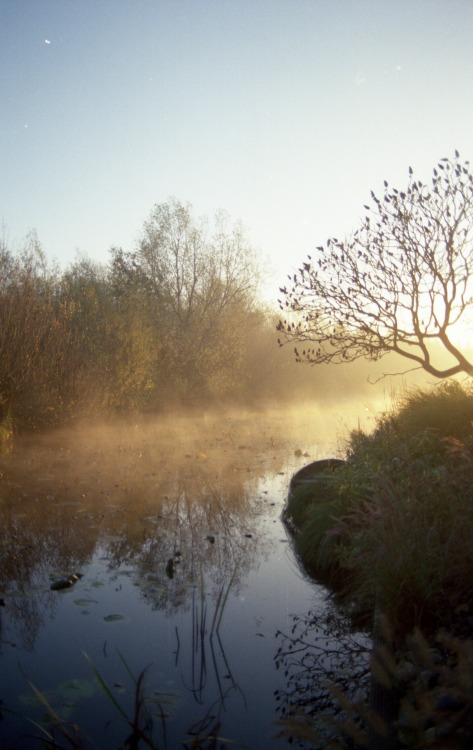 Sluis, Ameide, Netherlands | November 2020 | Ricoh XR-1 on Kodak ColorPlus 200