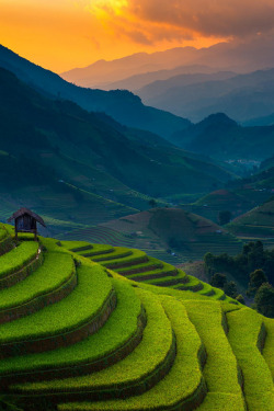 bluepueblo:  Rice Terrace, Vietnam photo