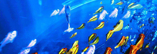 mickeyandcompany:Does this means we have to say goodbye… to Dory?
