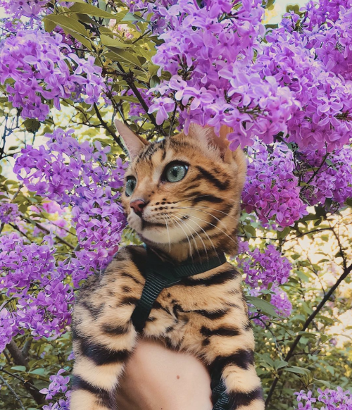 animals-addiction: Meet the adventure cat “Sukiicat”