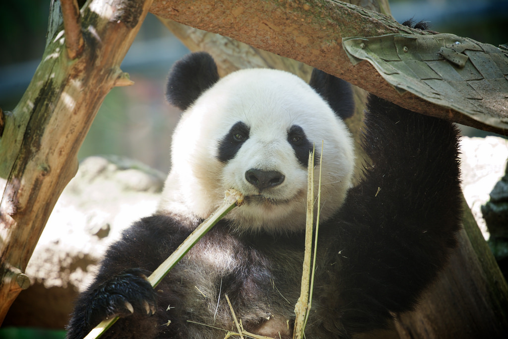 giantpandaphotos:  Bai Yun at the San Diego Zoo in California, US, on March 15, 2014.
