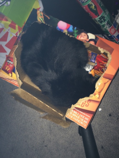 attackongiantkittens: here’s calamity in our chips box and rose not letting me leave my house.