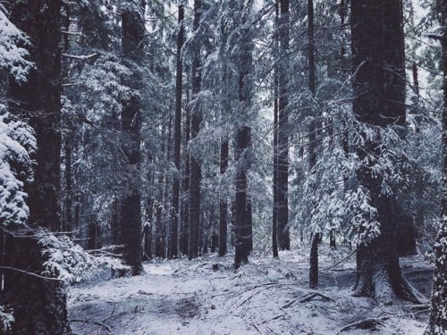 justapplyyourself:West Zig Zag Mtn. Trail. Rhododendron, Oregon.