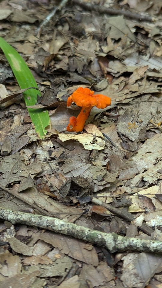 Mushrooms On A Short Hike In North Carolina