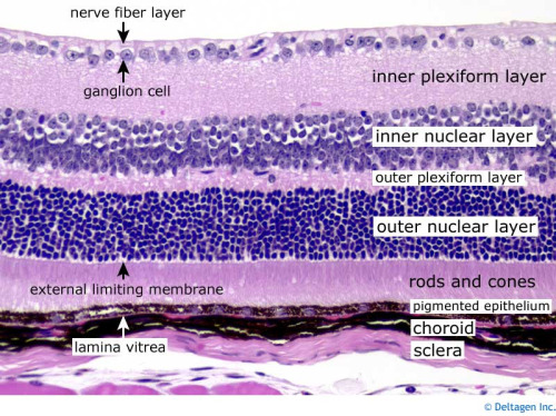 medicalschool:  Histology of the eye