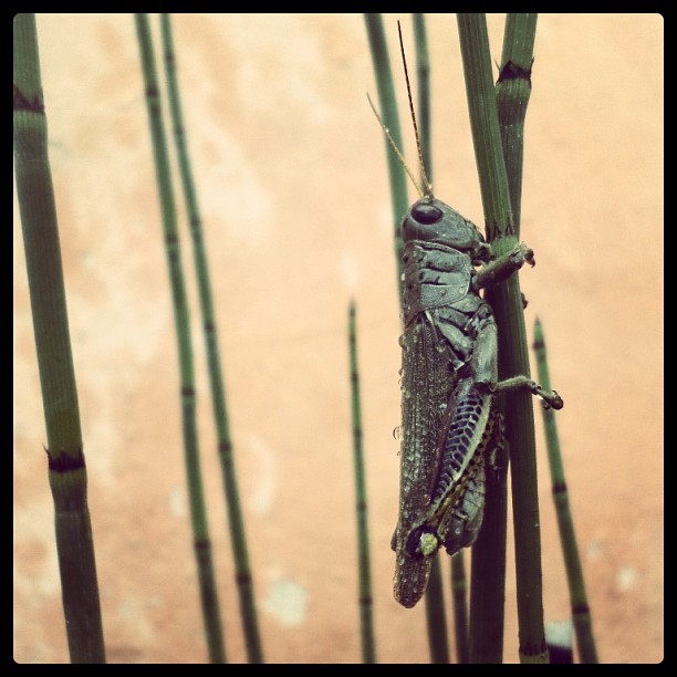 Muchos #pequeños visitantes vienen a mi casa *-* #saltamontes #insect #insecto #bicho