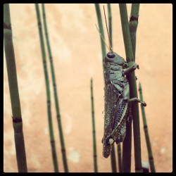 Muchos #Pequeños Visitantes Vienen A Mi Casa *-* #Saltamontes #Insect #Insecto #Bicho