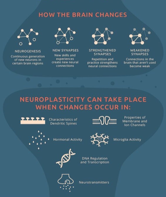 23pairofchromosomes:  Ten core principles necessary for the remodeling of your brain