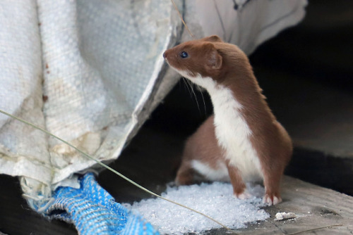 More pictures of the weasel we have living under our tool shed.