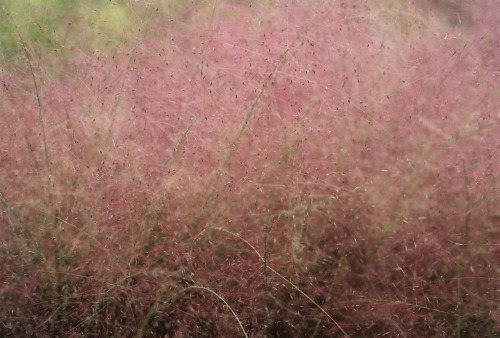 Cotton candy flowers.Follow me on Instagram.