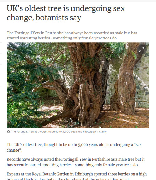 trashcanpun:vulgarweed:slumberprince:if this 5000 year old tree isn’t too old to realize that 