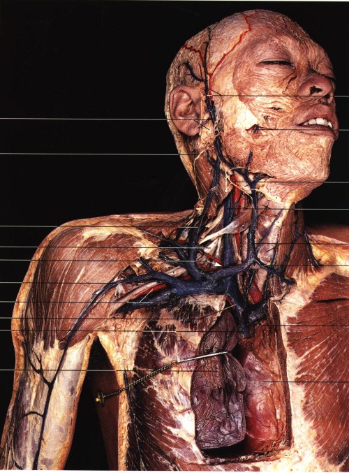 delusional-lust: Veins of head and neck(anterior aspect).Part of the thoracic wall,clavice and stern