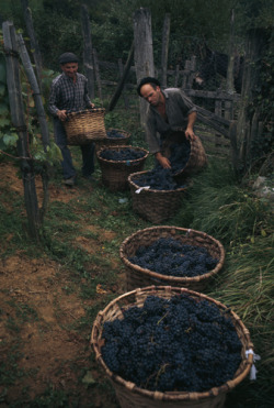 unrar:    Grape harvest in Behorleguy, France,