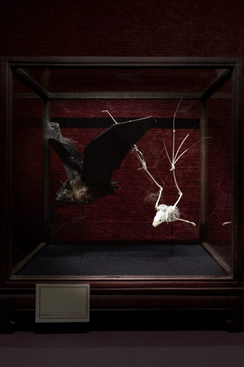 rosefromthedeadagainn:Taxidermy bat & Skeleton - Deyrolle, Paris