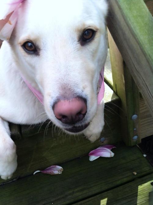 lusnka: Spring has sprung. My jindo puppy enjoying the spring air, and magnolias that have blossomed