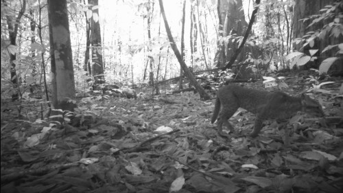 Recently, I had the privilege of traveling to Lopé National Park in Gabon for a conservation field t