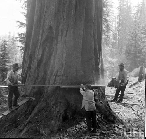 Lumberjacks cutting down a sequoia(J.R. Eyerman. 1950)