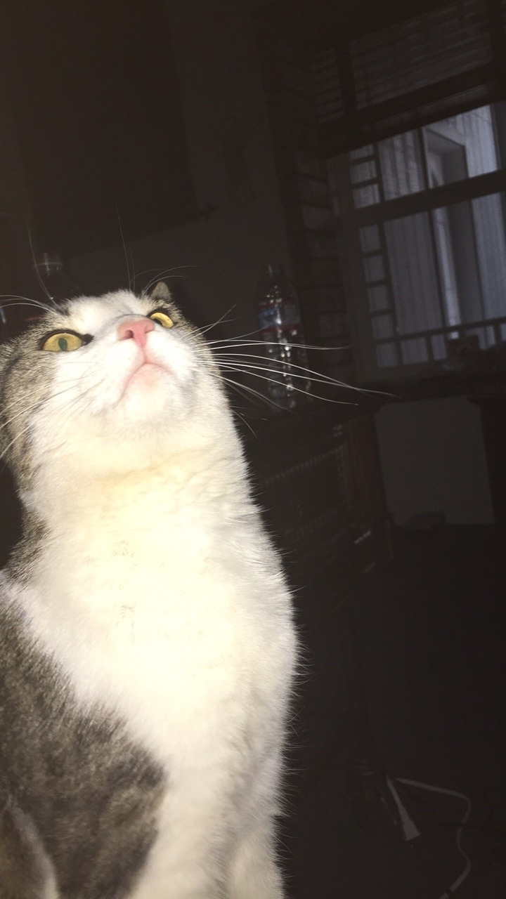 Unflattering Cat Selfies