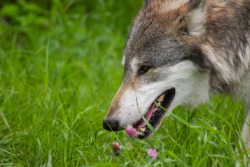 wolfparkinterns:  Wolfgang in the spring