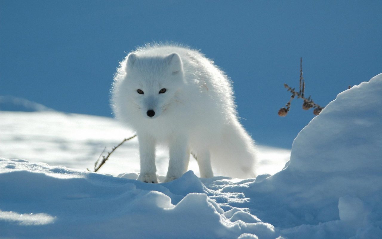 white fox http://www.upwallpapers.net/white-fox-snow-animal/