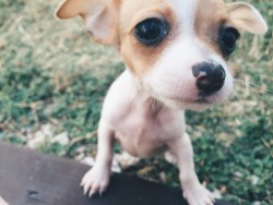 handsomedogs:  Trixie, chihuahua pup.