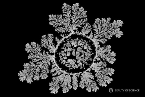 itscolossal:  Salt Crystals Dance and Grow Across the Screen in a Time-Lapse by Wenting Zhu