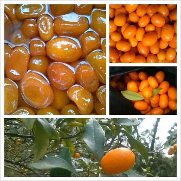 Made candied kumquats for the first time&hellip;so simple and delicious! #foodporn