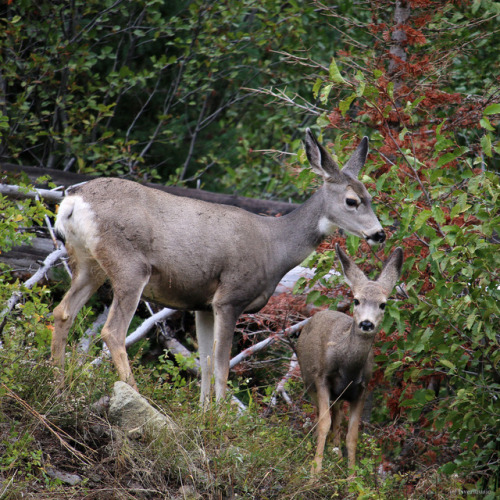 Side by Side: A mule deer doe and her fawn forage along Middle Creek, Yellowstone National Park, Wyo