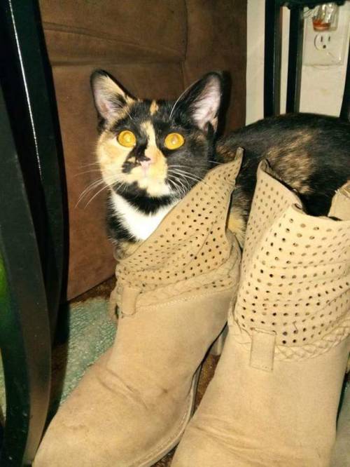 animaprincess1:My little fur-niece, Harvey; she’s into shoes just like her mommy @mostlycatsmo