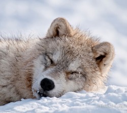 beautiful-wildlife:   I lay my head down