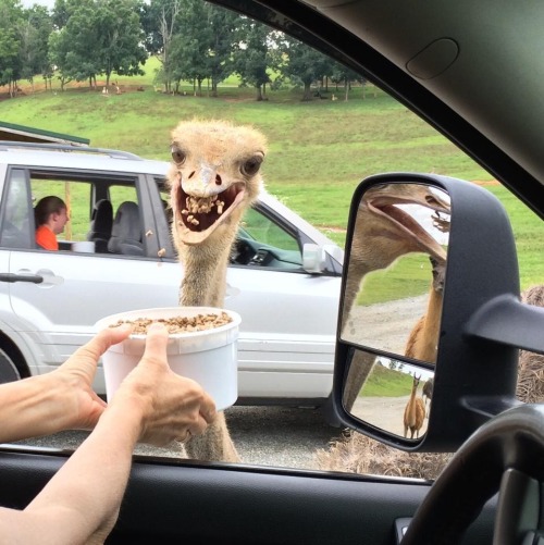 awkwardvagina:  i don’t know what im laughing about more, the ostrich, the girl that looks like she’s crying in the other car or the llama in the mirror 