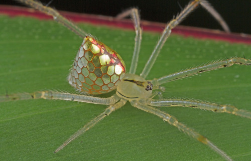 whatthefauna: The sequined (or mirror) spider has silvery patches covering its abdomen. Because the 