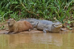 inakkhi:  bitchmobsentai:  Capybaras are apparently the chill bro homies of nature, hanging out with everyone. i want one.  I thought that this was a ginormous hamster at first and was deeply terrified.  