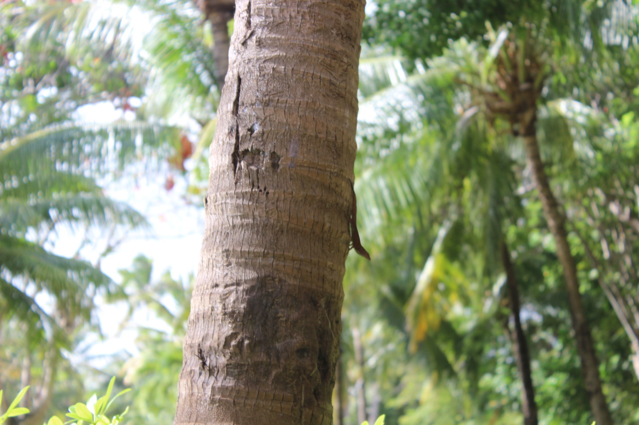 Tropical Blog