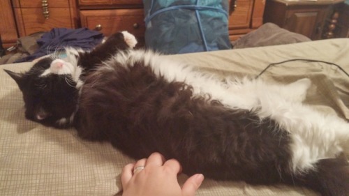 scribefindegil:Please admire my cat and her beautiful cloud-soft belly floof.