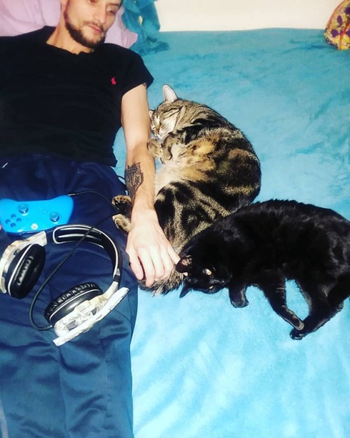 Awe we&rsquo;re just missing one. #maximus #max #gaming #gamingcat #pookie #family #lazydau #lazysun