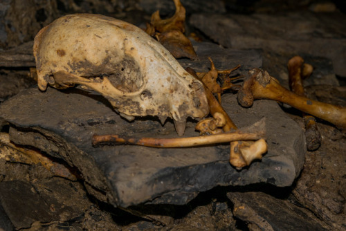 offleshandfeather:Found some cool little Raccoon Bones while climbing around in a cave. 