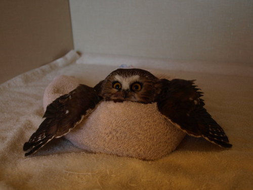 brinconvenient:An owl on a towel.